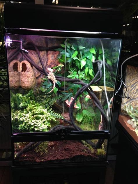 Exo Terra Gecko Tank Crested Gecko Gecko Terrarium Crested Gecko