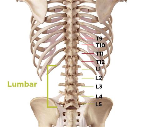 There will be a decreased range of motion of the affected area of the spine and pain. Back Braces & Treatments for Spinal Stenosis | BraceAbility