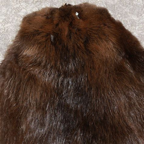 Eurasian Beaver Tanned Fur Pelt For Sale Hide Skin Castor St3471