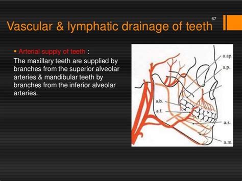 Blood Supplyand Lymphatic Drainage To Oral Cavity