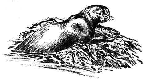 Free Otter Coloring Pages