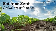 Science Sent: GMOs Are Safe to Eat – Food Insight