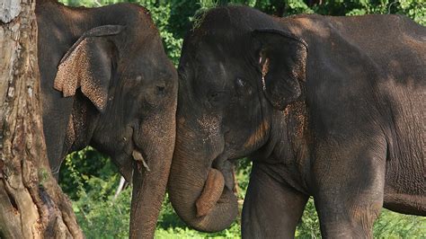 Bbc Two Natural World 2013 2014 Sri Lanka Elephant Island Female