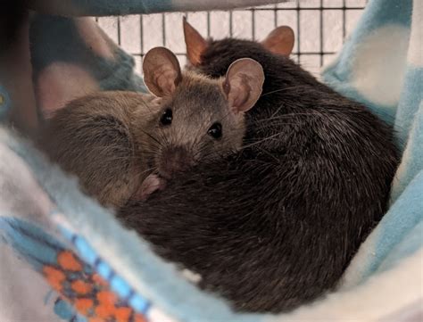 Adopt Baby Dumbo Rats Pet Roof Rats