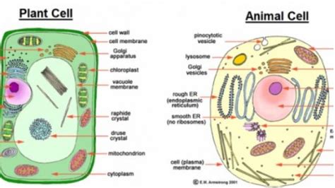 Maybe you would like to learn more about one of these? Struktur Sel Tumbuhan dan Fungsinya Lengkap dengan Gambar ...