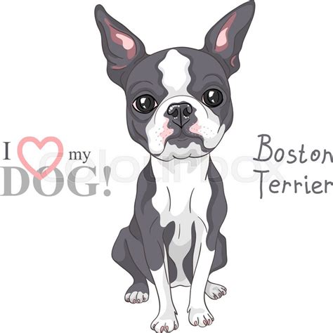 Vector Serious Dog Boston Terrier Stock Vector Colourbox