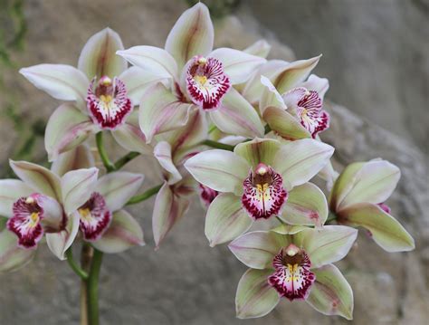 Fifty Years Ago Before Orchids Colonised Our Homes Some Orchids Were Grown Successfully In