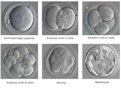 Understanding Embryo Grading Utah Fertility Center
