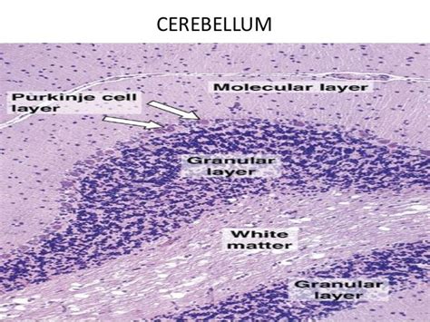 Histology Of Cerebrum And Cerebellum Types Of Neurons White Matter
