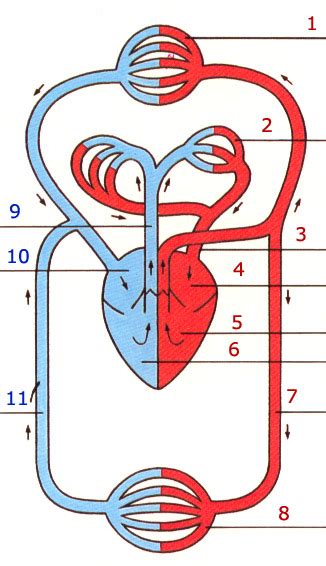 Kostenlos registrieren und 48 stunden blut und blutkreislauf üben. Atmung und Kreislauf