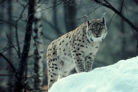 Lynx Wallpapers Wallpaper Cave