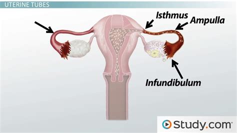 Female Reproductive System Internal Anatomy Overview And Functions