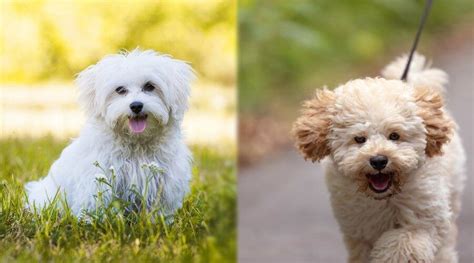 Maltese Vs Maltipoo Whats The Difference Between Them Maltipoo