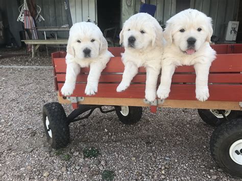 Breeders of quality show, performance and pet golden retriever puppies in the austin area, central texas. Texas Cream Golden Retrivers | Houston, TX