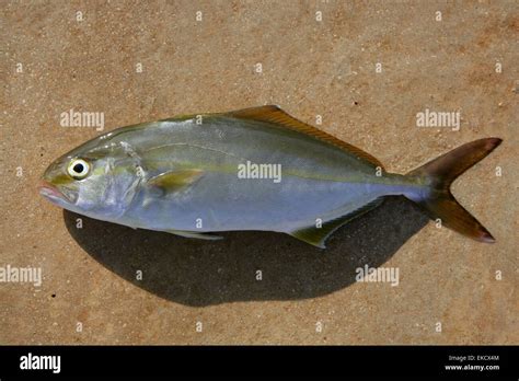 Seriola Dumerili Fish Greater Amberjack Fish Stock Photo Alamy