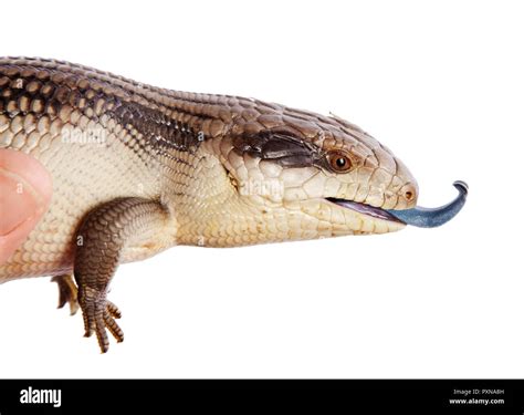 East Coast Blue Tongue Lizard Isolated On White Stock Photo Alamy