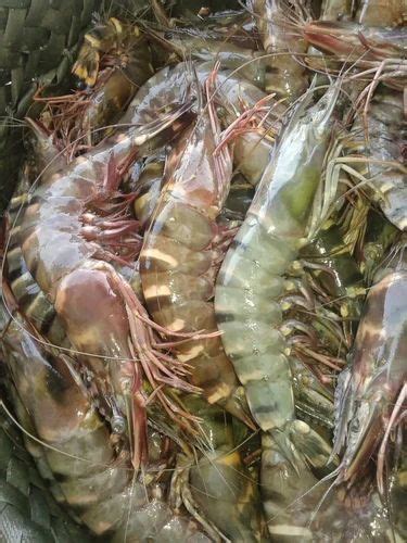 Tiger Prawns In Chennai Latest Price Mandi Rates From Dealers In