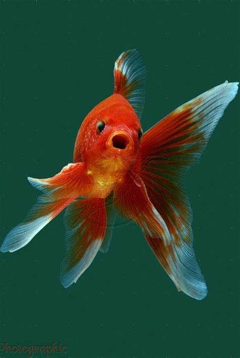Pin By Sue Furth On Goldfish Photography Goldfish Cool Fish Fantail
