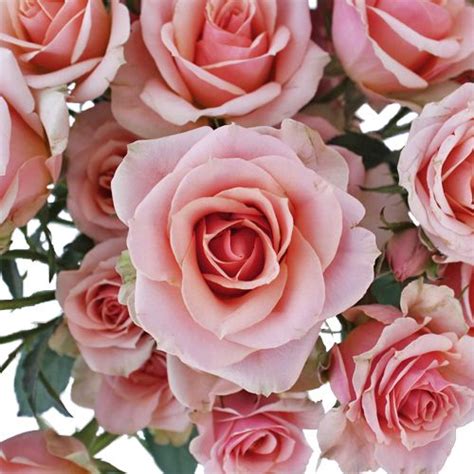 Antique Pink Spray Rose Bulk Rose Fiftyflowers Bulk Roses Spray