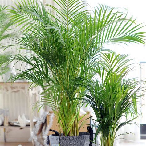 Everything About Areca Palm Plant Most Beautiful Indoor Plant