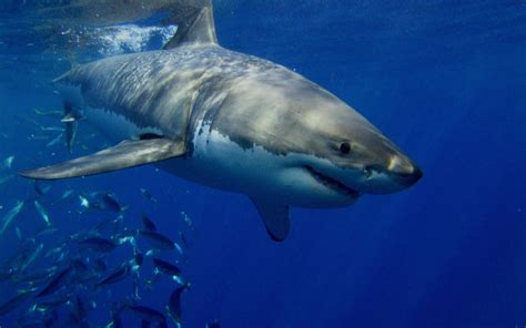25 Great White Shark Hd Wallpapers Backgrounds Wallpaper Abyss