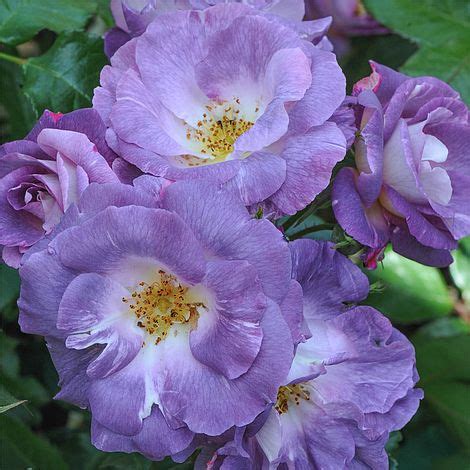 Compact growing habit, which produces many clusters of lilac blue toned flowers, a virtually thornless rose which has shown excellent disease resistance and begins flowering very early in the season and. Rose 'Blue for You' (Floribunda Rose) | Thompson & Morgan
