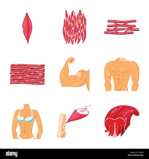 Diseño Vectorial De Las Células Musculares Y Logotipo Colección De El