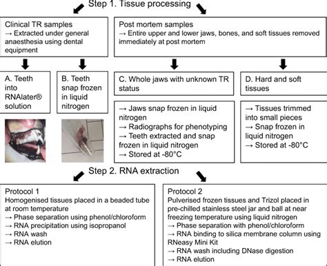Workflow Of Tissue Processing For Rna Extraction Download Scientific