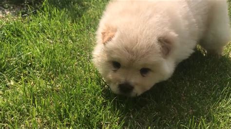 Miniature Chow Chows For Sale Tabitomo