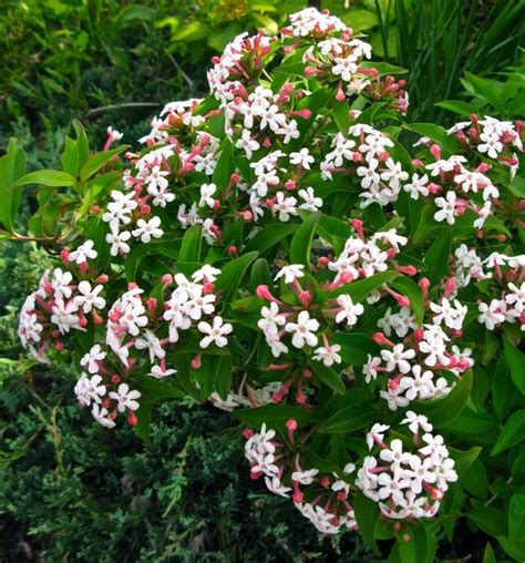 Abelia Mosanenisis Common Name Fragrant Abelia The Deer Ate This