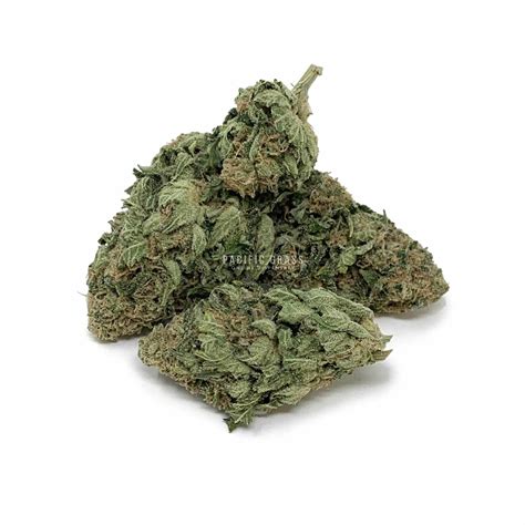 Buy Pre Rolled Sensi Star Online In Canada Pacific Grass
