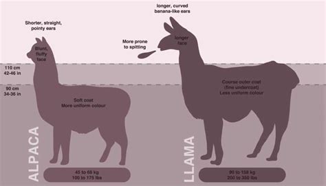 Difference Between Alpacas And Llamas