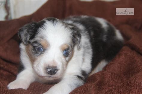 Check spelling or type a new query. Sale Pend Mr T: Miniature Australian Shepherd puppy for ...