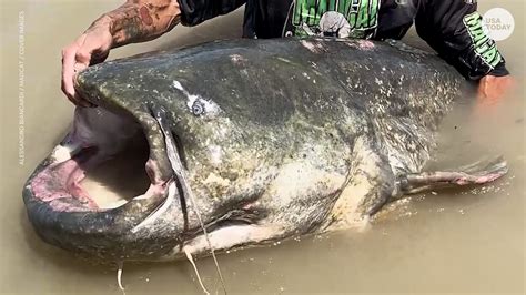 Fisherman Reels In Massive Catfish That Could Break A World Record