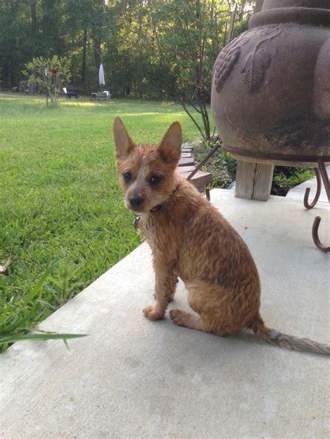 Cattledogs do occasionally come in brown though. red heeler puppy | Pets(: | Pinterest