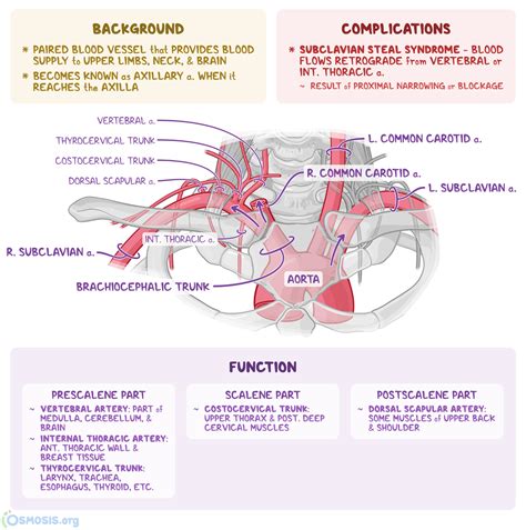 Subclavian Artery What Is It Location Branches And More Osmosis