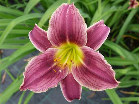 This miniature daylily is a carefree perennial that fits into almost any garden, no matter how small. Hemerocallis 'Little Missy' | GardenStudio