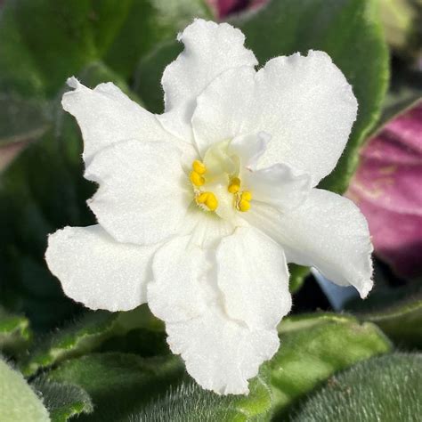 Pearl White African Violet Plants For Sale Growjoy Inc