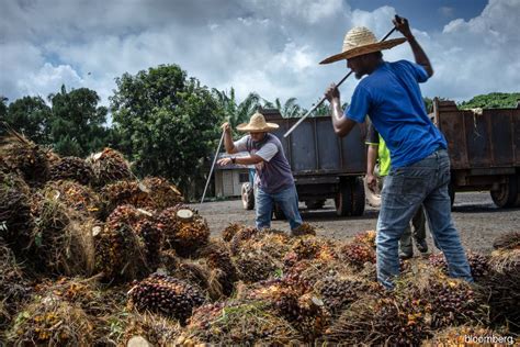 Us Ban To Hurt Over 32000 Planters Say Palm Oil Farmers Mpoc
