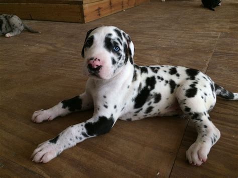 Spotted Great Dane Puppy
