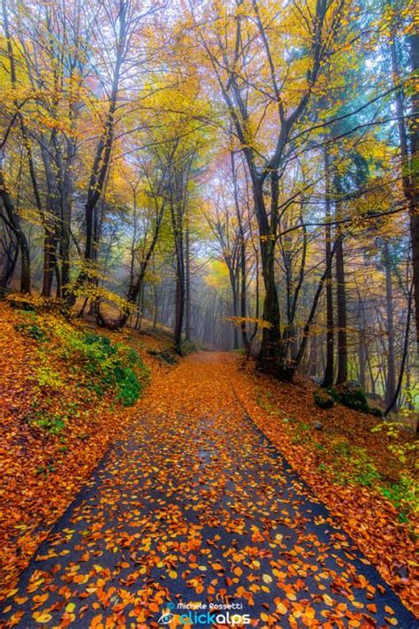 Enchanted Forest Italy By Michele Rossetti Beautiful