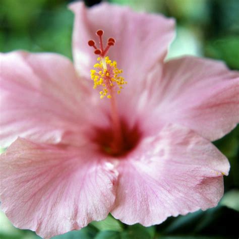 Tropical Hibiscus Better Homes And Gardens