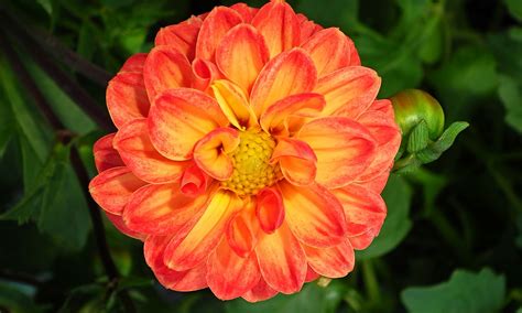 Dahlia Flowers Spring Free Photo On Pixabay Pixabay