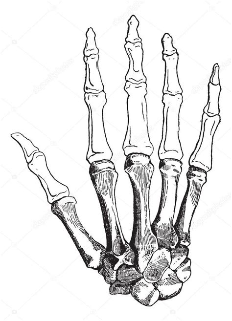 Esqueleto Humano Hueso De La Mano Esqueleto Humano Huesos Anatomia