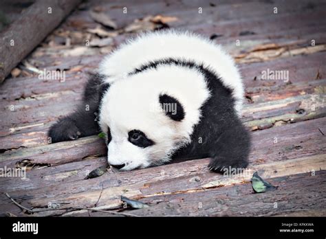 Baby Of Giant Panda Rests In The Park Stock Photo Alamy