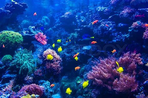Tropical Fishes Meet In Blue Coral Reef Sea Water Aquarium