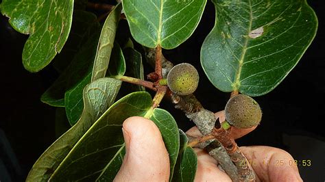 Ficus Gomelleira Kunth Alex Popovkin Bahia Brazil Flickr
