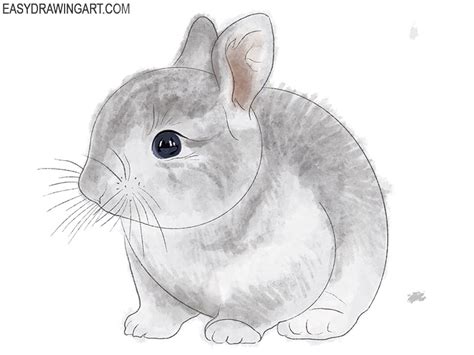 How To Draw A Realistic Bunny Easy Drawing Art