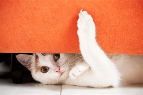 Understanding Feline Behavior 4 Things You Do That Your Cat Dislikes