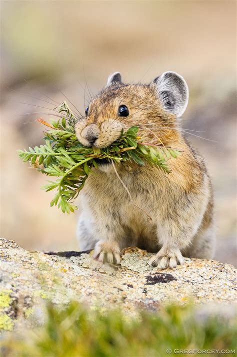 American Pika Carrying Food Rocky Mountain National Park Colorado